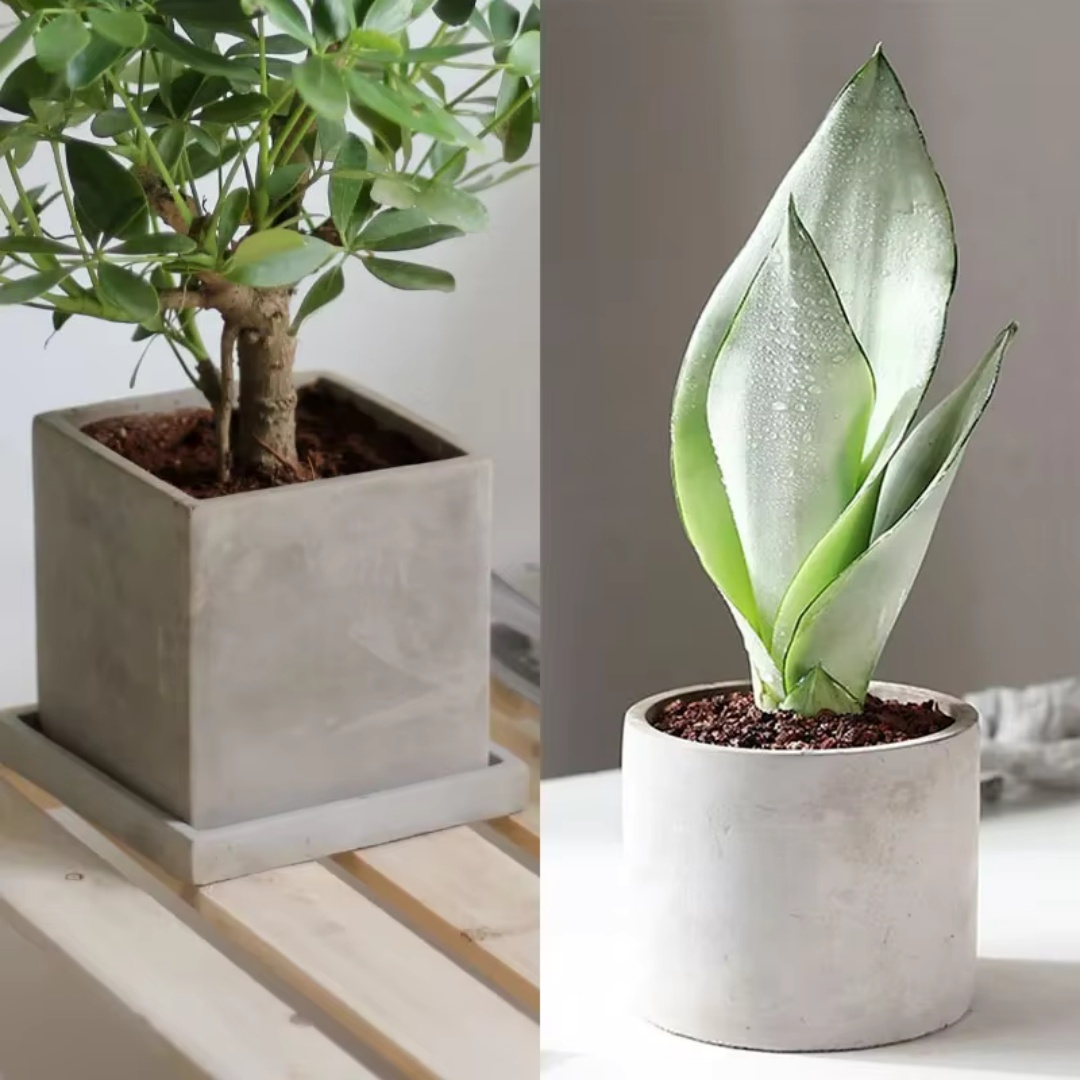 Cetakan Silikon Pot Bunga Beto - Echeveria Succulent ulasan dan harga